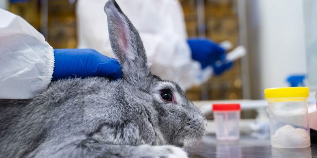 Russia sends files to register coronavirus vaccine for animals to 4 countries