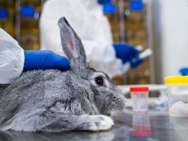 Russia sends files to register coronavirus vaccine for animals to 4 countries