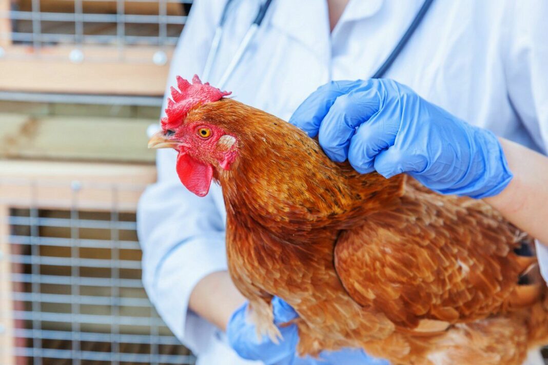 ФГБУ «ВНИИЗЖ» разработал и зарегистрировал новую вакцину против гриппа птиц