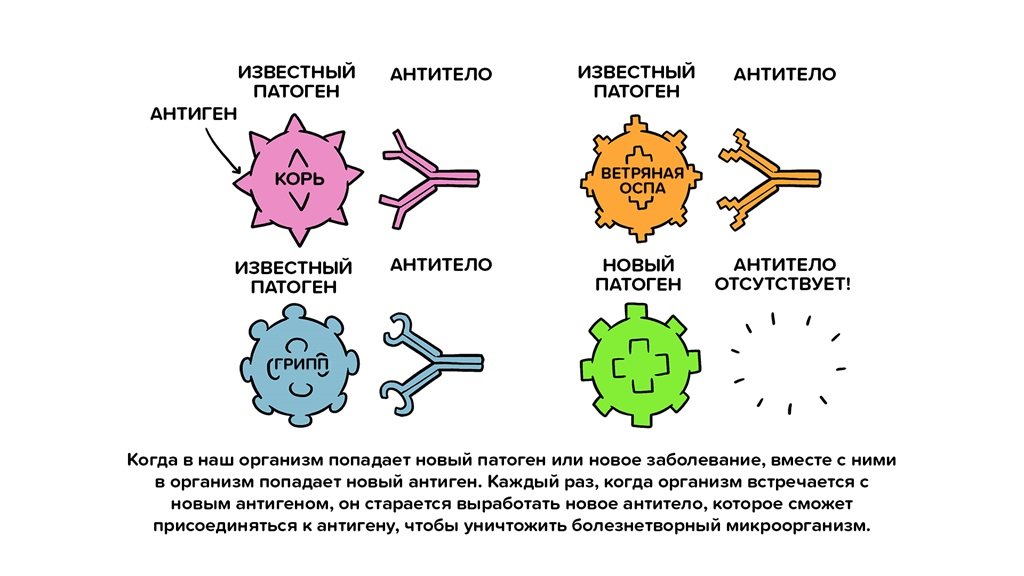 Что такое антитела