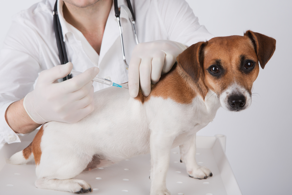 Аутогенная вакцина для ветеринарного применения